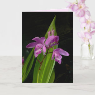 Kinesiska markorchider kort