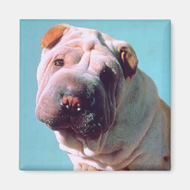 Kinesiska Shar-Pei Magnet (Framsidan)