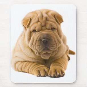 Kinesiska Shar Pei Puppy Hund - Sharpei Musmatta