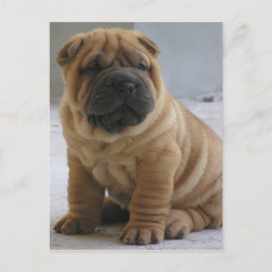 Kinesiska Shar Pei Vykort