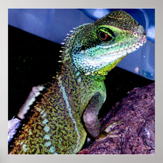 Kinesiska Vatten Dragon Poster