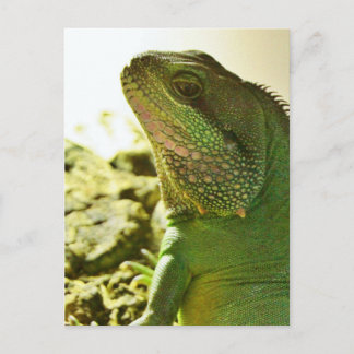 Kinesiska Vatten Dragon Vykort