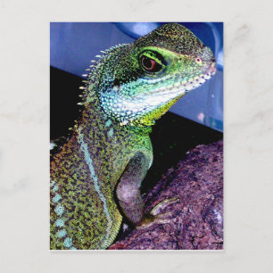 Kinesiska Vatten Dragon Vykort