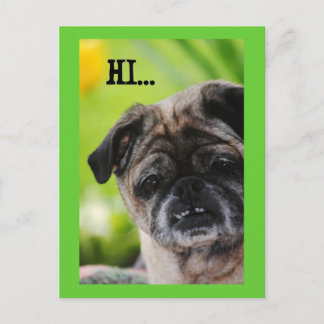Kinesiskt Pug Hund Hi Postcard Vykort