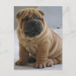 Kinesiskt Shar Pei-vykort Vykort