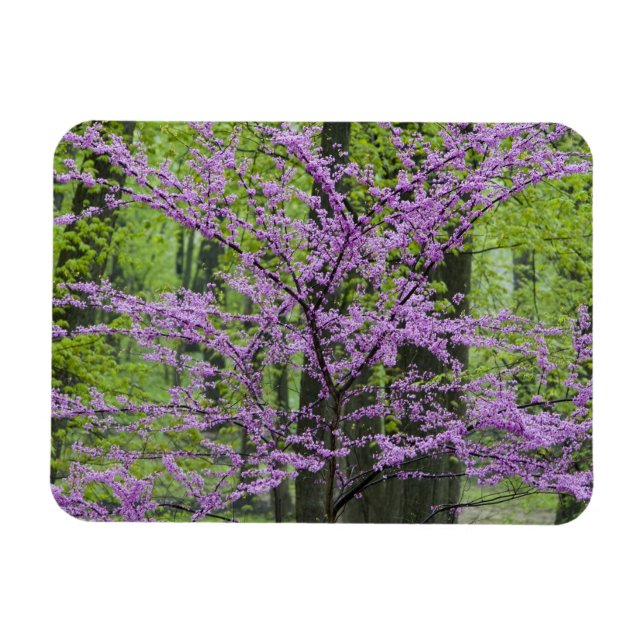 Kinesläktet i full blomning nära Defiance Magnet (Horisontell)