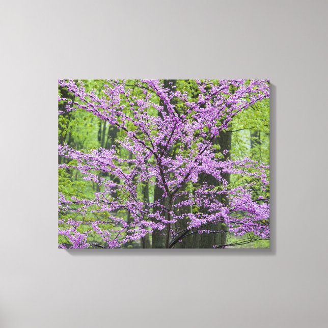 Kineslönn i full blomning nära Defiance Canvastryck (Framsida)