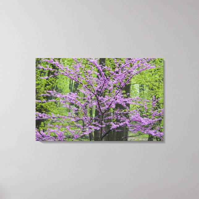Kineslönn i full blomning nära Defiance Canvastryck (Framsida)