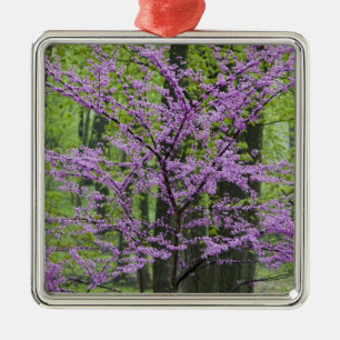 Kineslönn i full vårblomning nära Defiance Julgransprydnad Metall