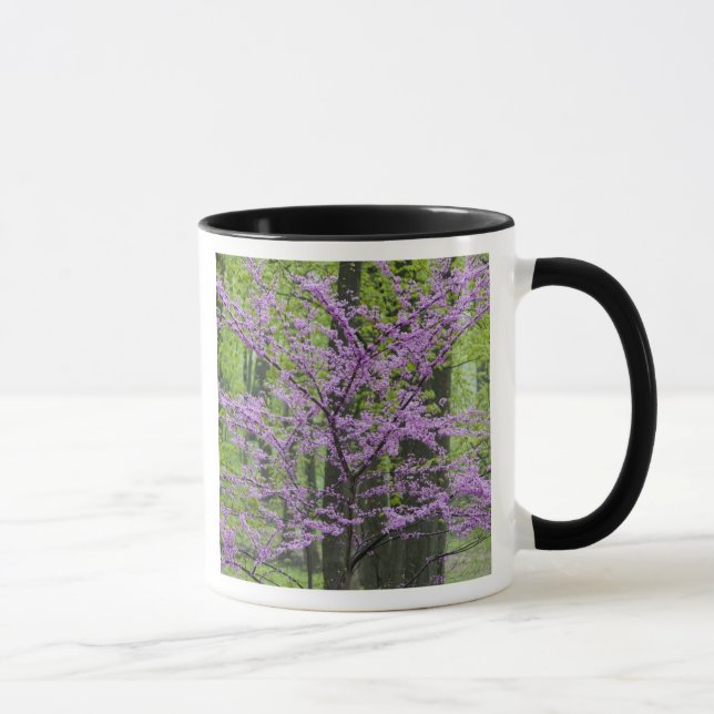 Kineslönn i full vårblomning nära Defiance Mugg (Höger)