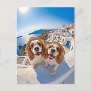 King Charles Cocker Spaniel i Santorini Helg Vykort