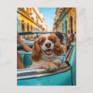 King Charles Cocker Spaniel tar selfier i Kuba Helg Vykort