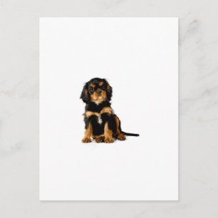 King Charles Spaniel Svart & Tan Vykort