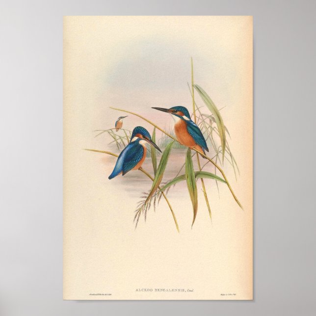 Kingfisher Alcedo Bengalensis Vintage Bird of Asia Poster (Framsidan)