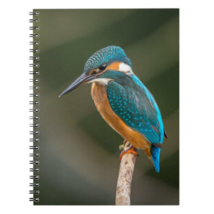 KIngfisher Anteckningsbok