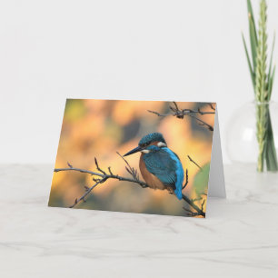 Kingfisher bild. kort