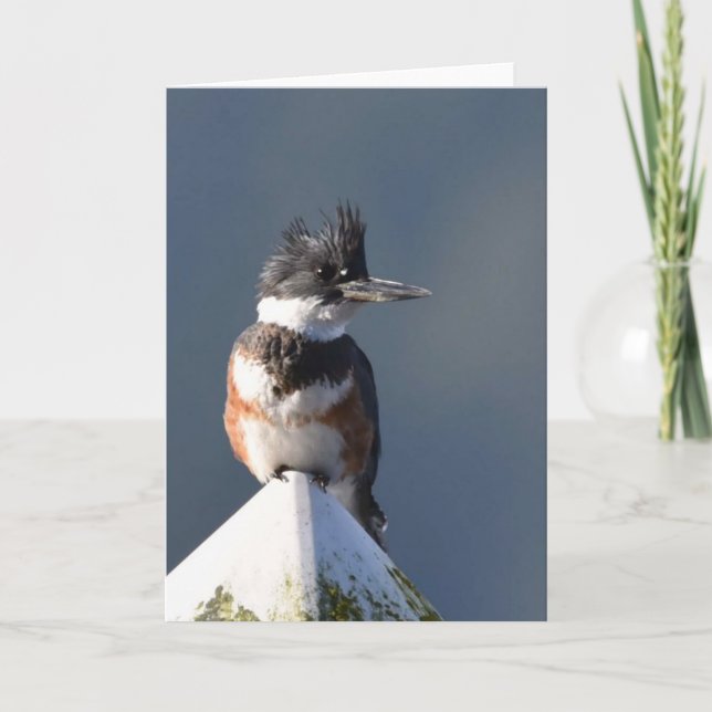 Kingfisher - bildkonturkort kort (Framsida)