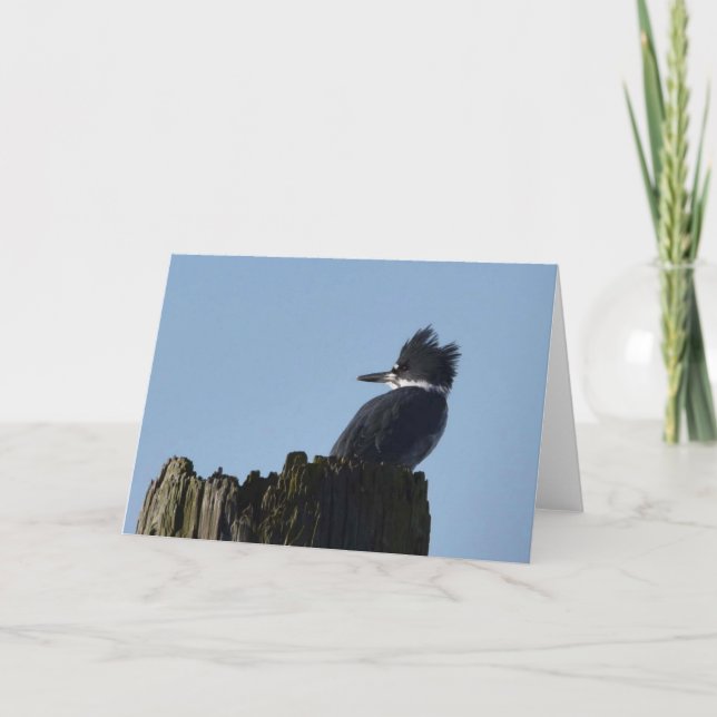 Kingfisher - bildkonturkort kort (Framsida)