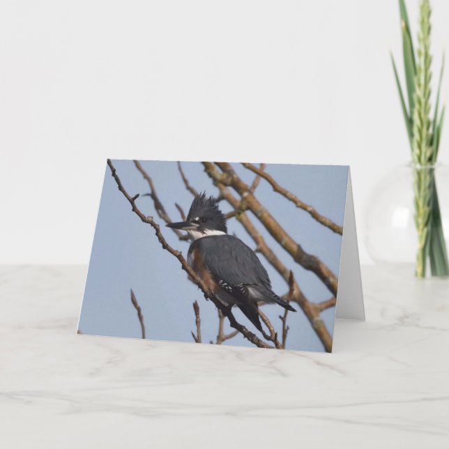 Kingfisher - bildkonturkort kort (Framsida)