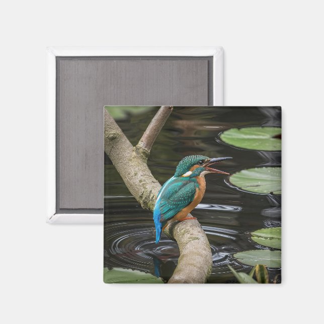 Kingfisher Bird Magnet (Front/Back)