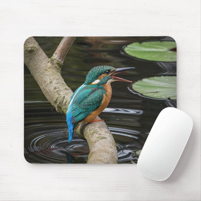 Kingfisher Bird Musmatta (Med mus)