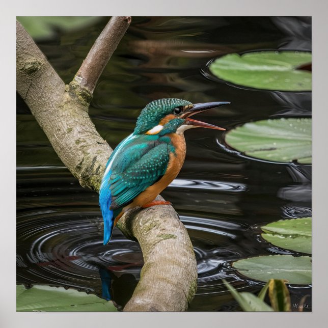 Kingfisher Bird Poster (Framsidan)
