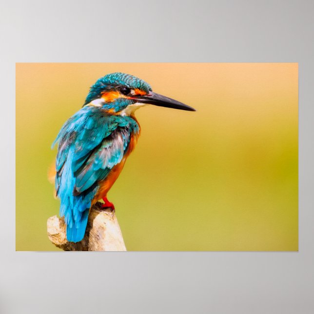 Kingfisher Bird Wildlife Closeup-foto Poster (Framsidan)