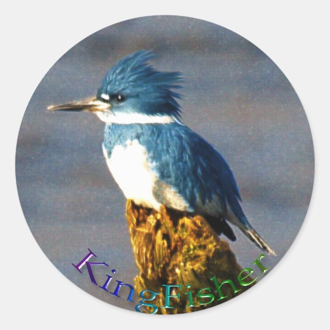 Kingfisher Bird Wildlife Sticker Runt Klistermärke (Framsida)