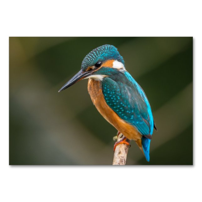 Kingfisher Bordsnummer (Framsidan)