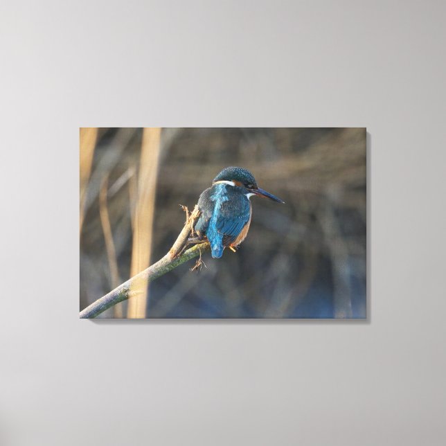 Kingfisher Canvastryck (Framsida)