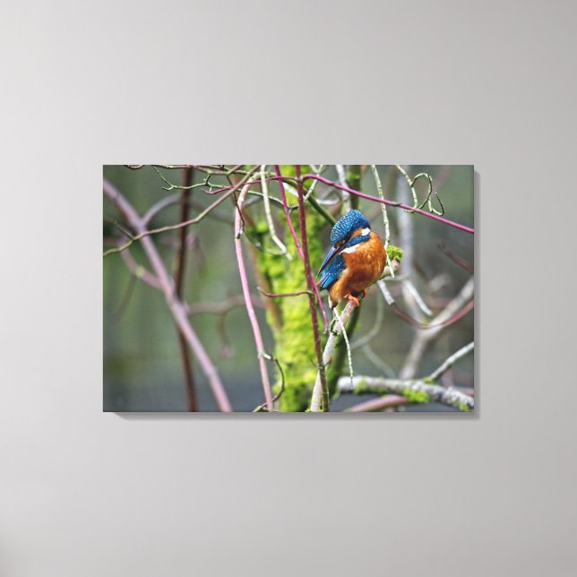 Kingfisher Canvastryck (Framsida)