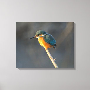 Kingfisher Canvastryck