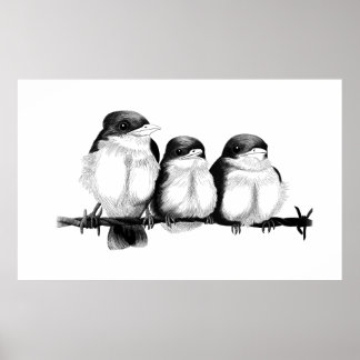 Kingfisher Chicks Poster