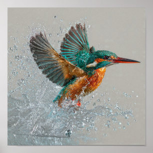 Kingfisher Dive - Vibrant Bird Hunting in Clear Wa Poster