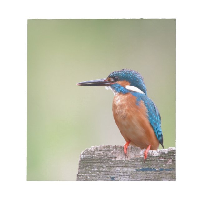 Kingfisher-fågel. Anteckningsblock (Framsida)