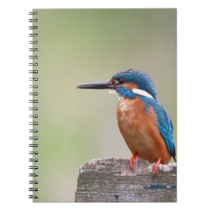 Kingfisher-fågel. Anteckningsbok Med Spiral