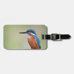 Kingfisher-fågel. Bagagebricka
