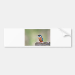 Kingfisher-fågel. Bildekal