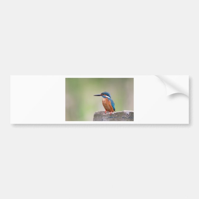 Kingfisher-fågel. Bildekal (Framsidan)
