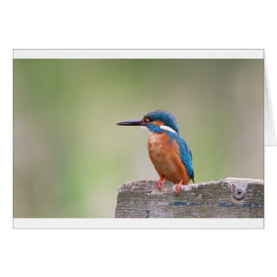 Kingfisher-fågel. Hälsningskort