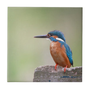 Kingfisher-fågel. Kakelplatta