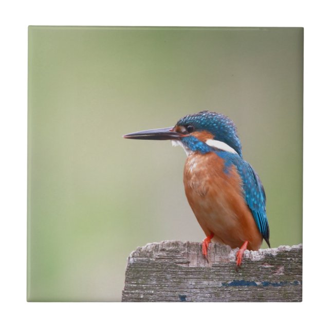 Kingfisher-fågel. Kakelplatta (Framsidan)