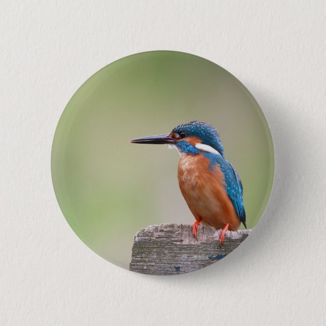 Kingfisher-fågel. Knapp (Framsida)
