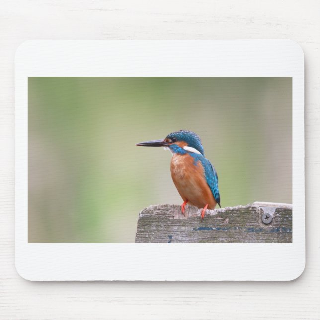 Kingfisher-fågel. Musmatta (Framsidan)
