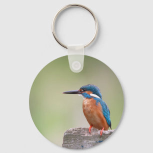 Kingfisher-fågel. Nyckelring