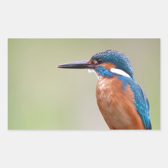 Kingfisher-fågel. Rektangulärt Klistermärke (Framsida)
