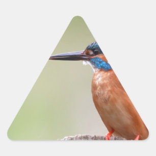 Kingfisher-fågel. Triangelformat Klistermärke