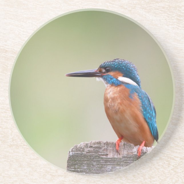 Kingfisher-fågel. Underlägg Sandsten (Framsidan)