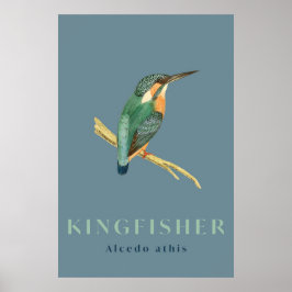 Kingfisher-fågel vintage affisch