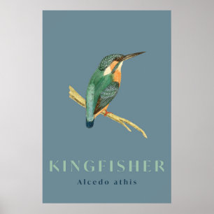 Kingfisher-fågel vintage affisch